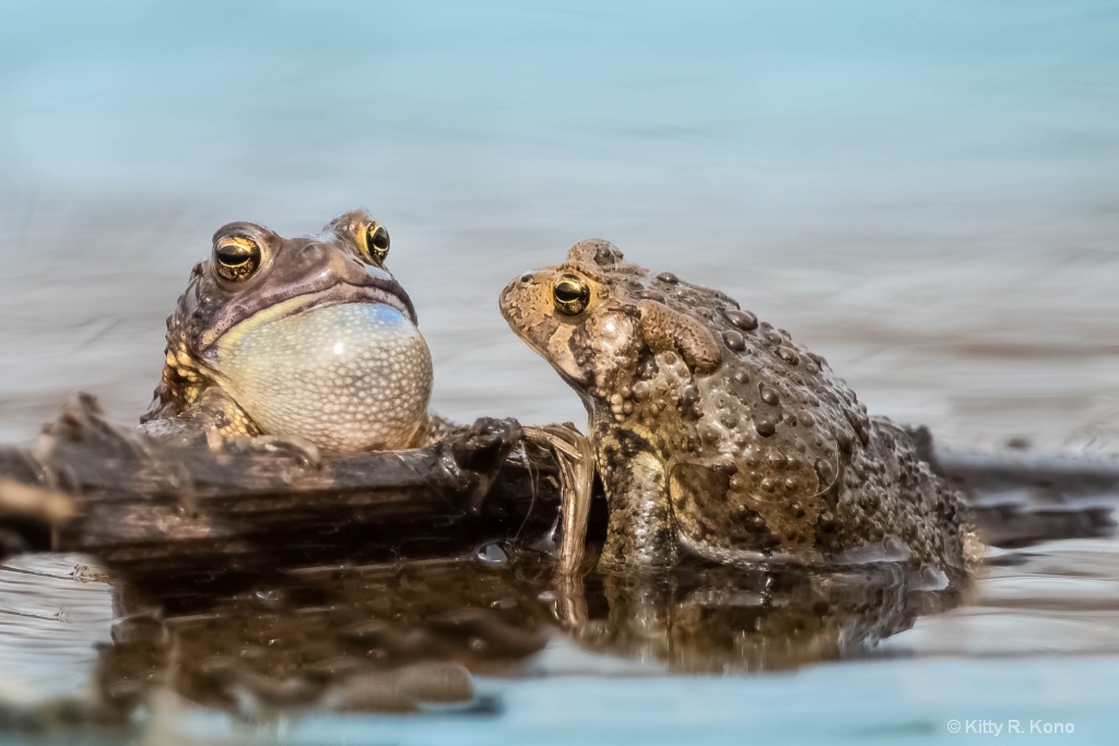 Humming a Love Song 