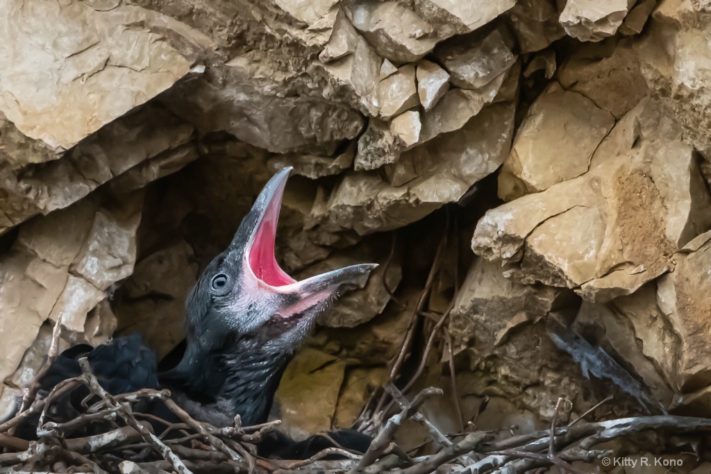 The Insistent Baby Raven