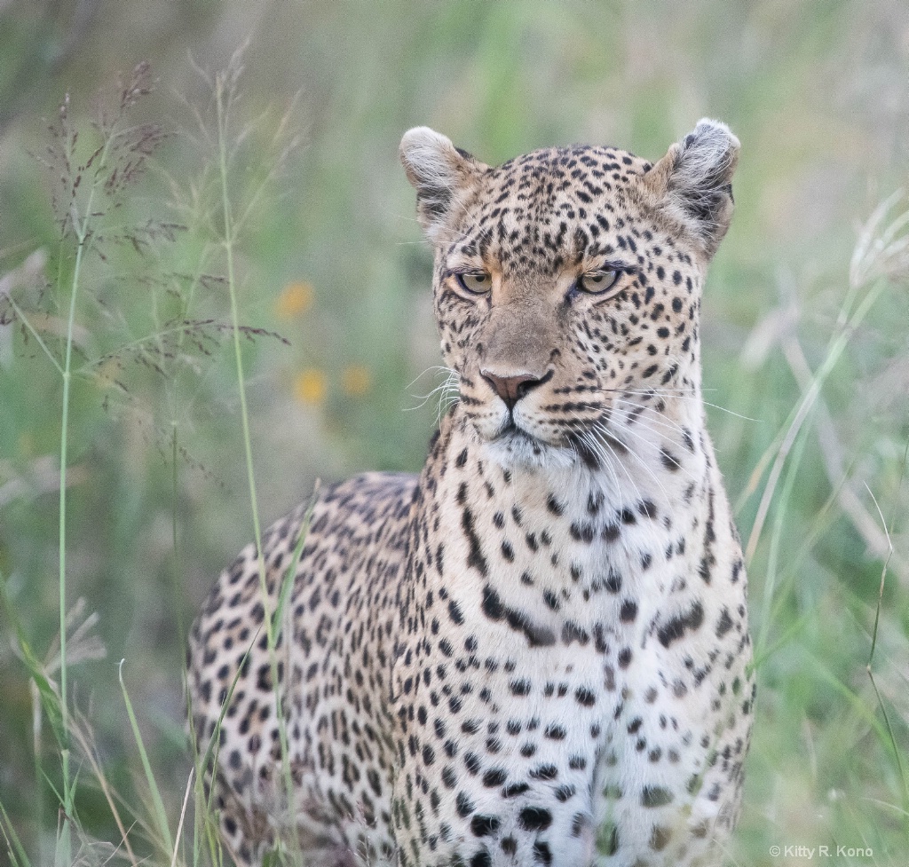 Leopard in the Grass  - ID: 15712022 © Kitty R. Kono