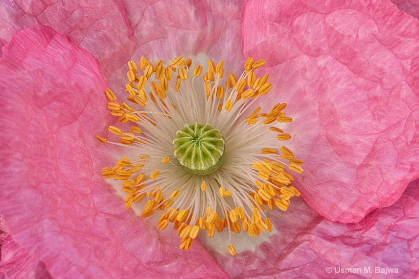 Wrinkled Poppy