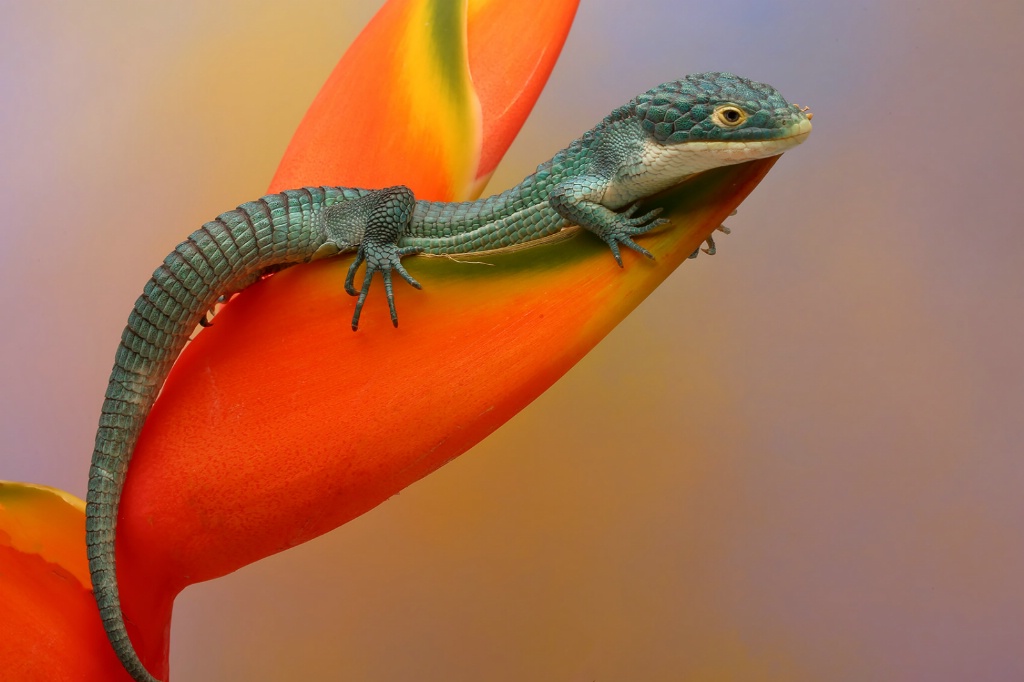 Emerald on Bird of Paradise