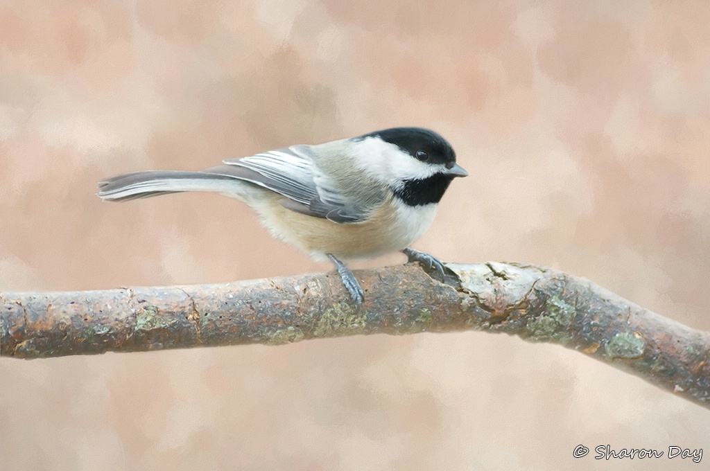 Chickadee