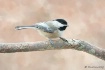 Chickadee