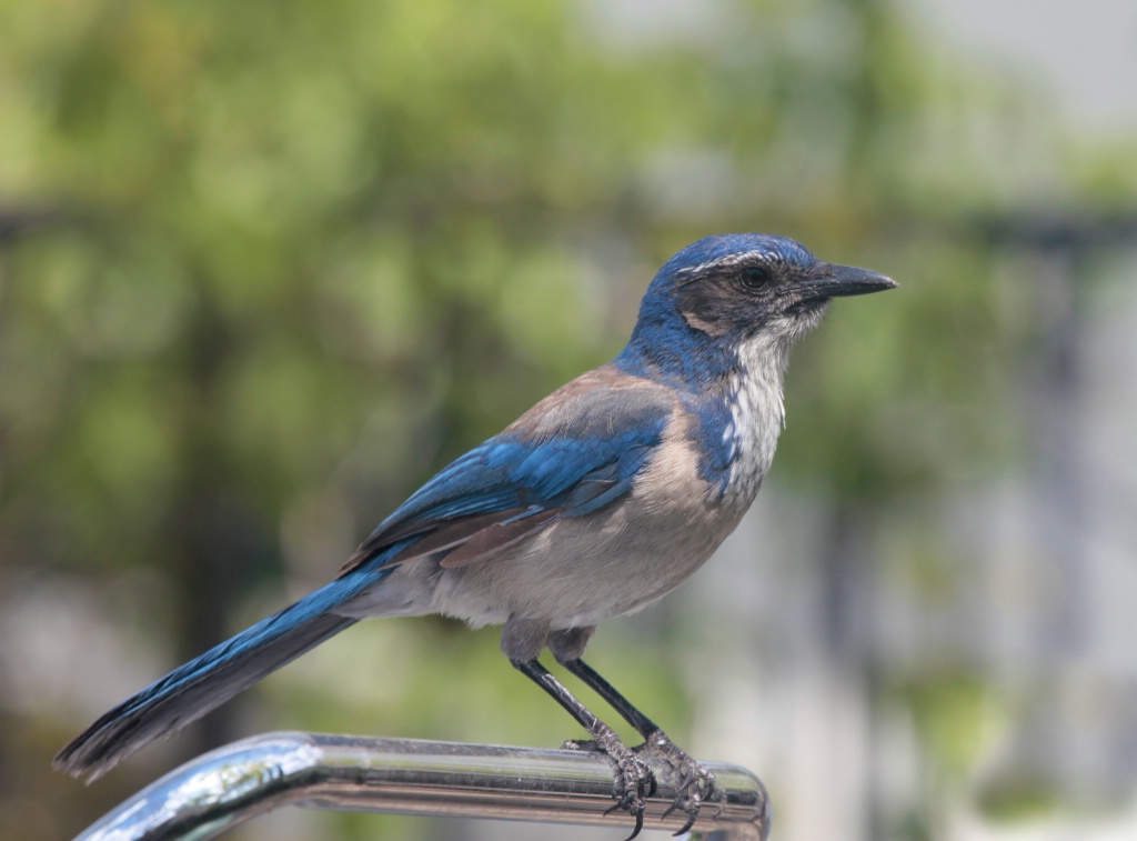 California Scrub Jay