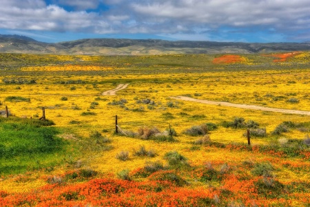 Wildflowers in the Antelope Valley
