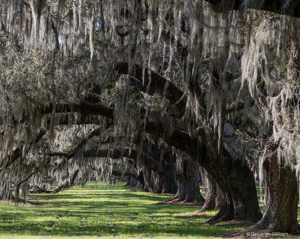 Live Oaks