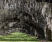 Live Oaks