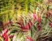 Red and Green Wav...