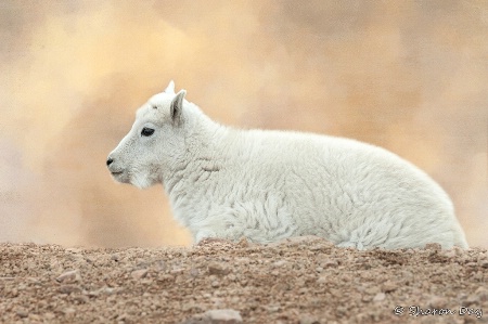 Mountain Goat