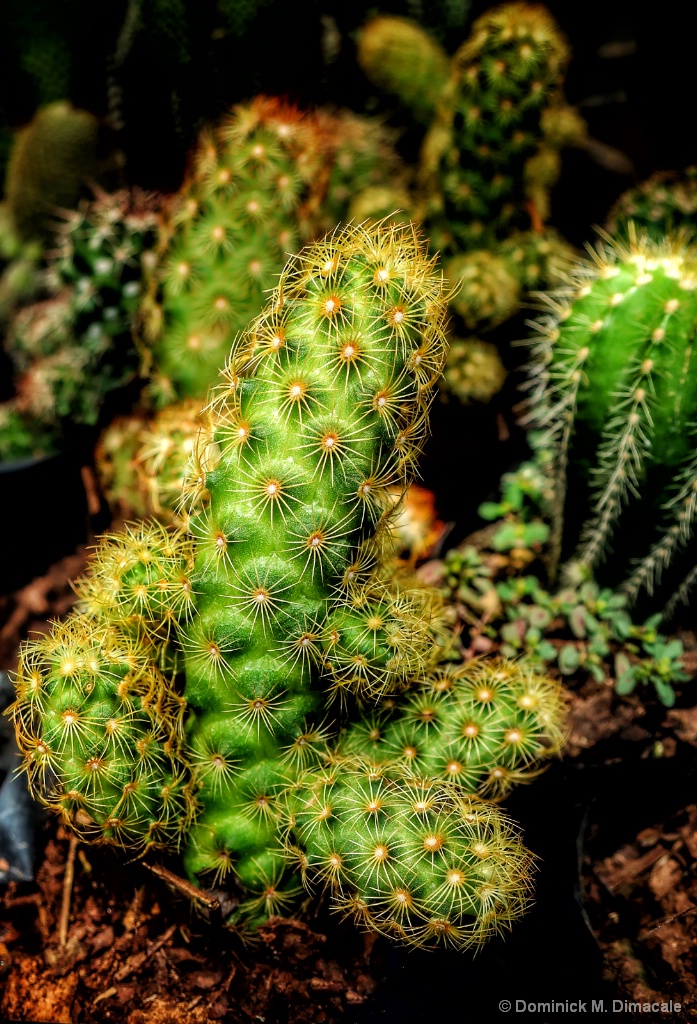 ~ ~ CACTUS ON THE LIMELIGHT ~ ~ 