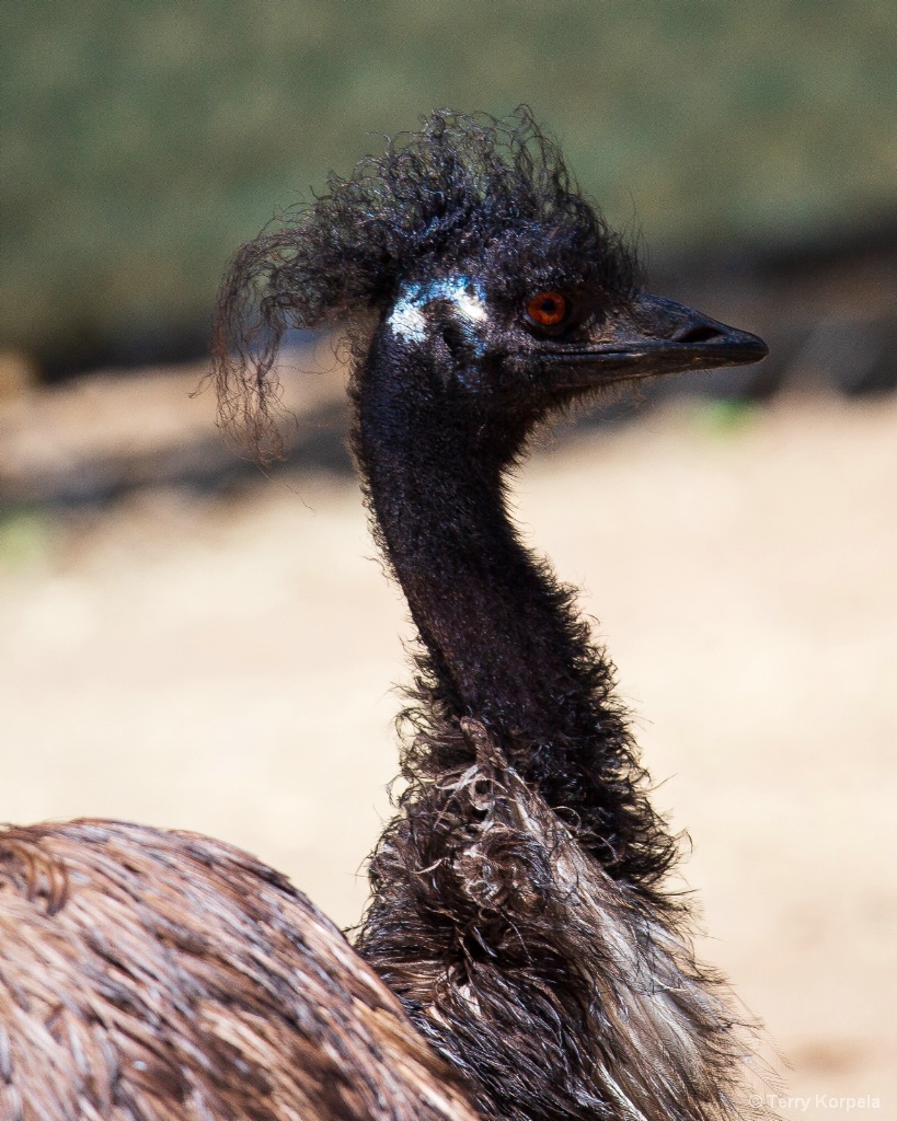 Who doesn't love an Emu? - ID: 15712844 © Terry Korpela