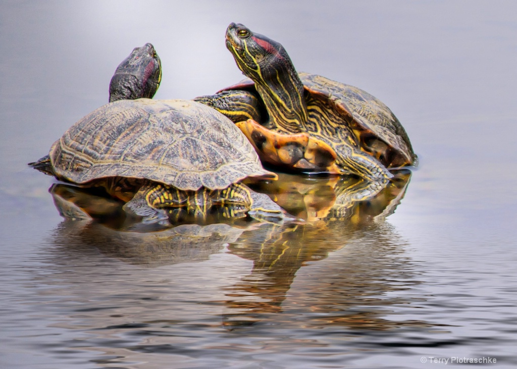 Courtship - ID: 15712846 © Terry Piotraschke