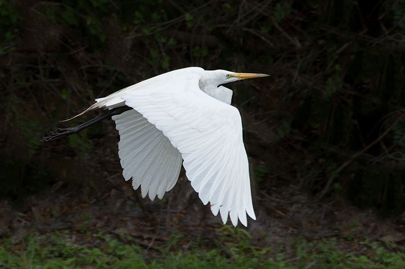 Egret Air Show