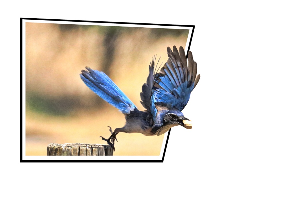 Blue Jay Catching a Peanut 