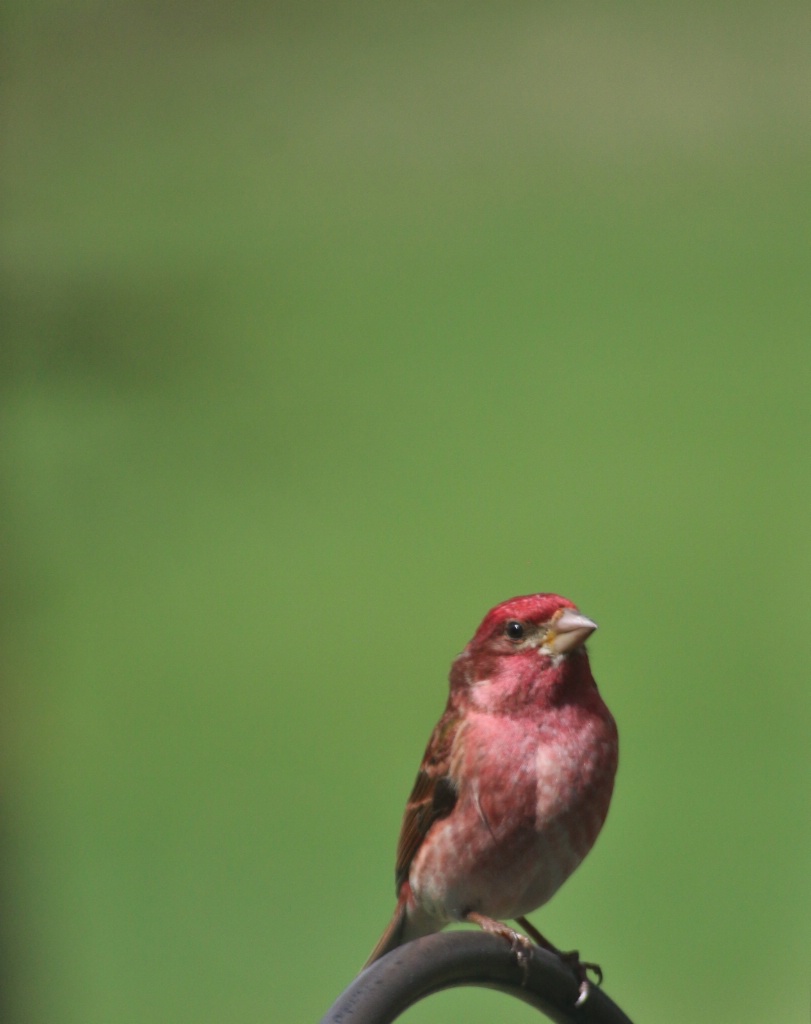 Male Purple Finch - ID: 15713512 © Theresa Marie Jones
