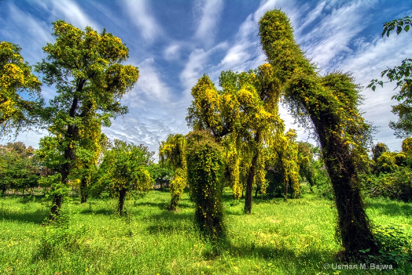 Hanging Gardens of Islamabad 3