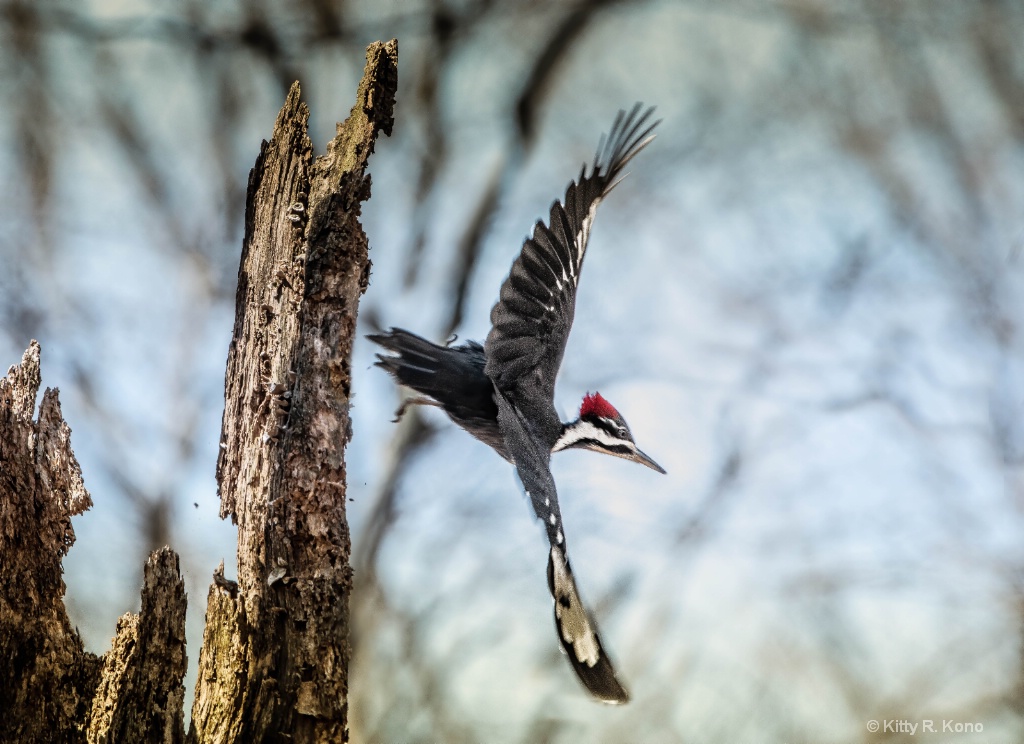 Pileated Woodpecker Take-off in the Woods in Valle - ID: 15713587 © Kitty R. Kono