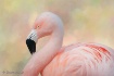 Sleepy Flamingo
