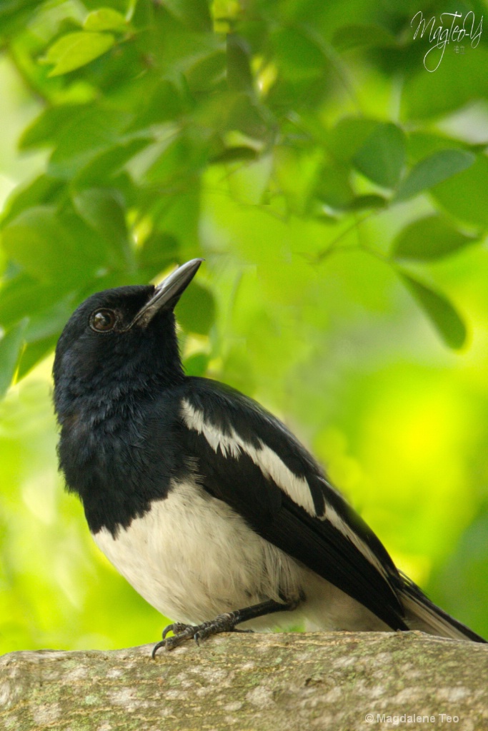 Bird on Branch - ID: 15713647 © Magdalene Teo
