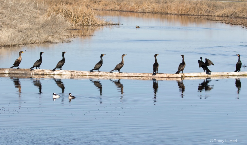 Double Crested Cormorants