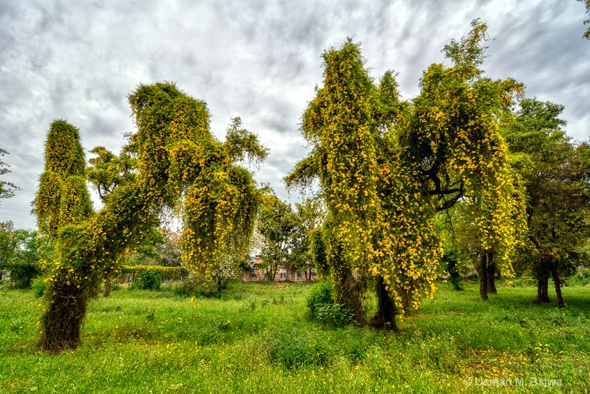 Hanging Gardens of Islamabad 8