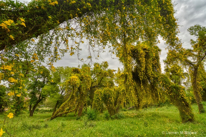 Hanging Gardens of Islamabad 10