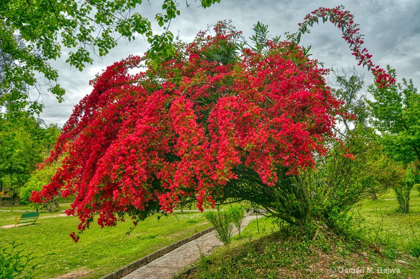 Spring in Islamabad 4