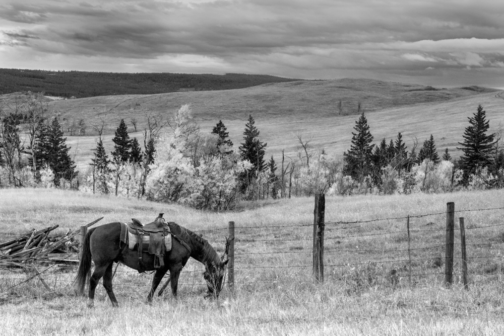 Riderless Horse