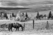 Riderless Horse