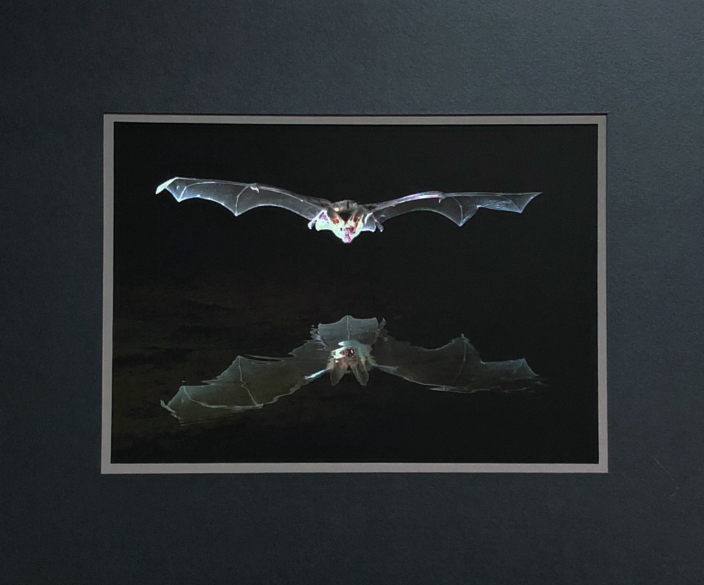 Pallid Bat reflection - ID: 15713811 © William J. Pohley