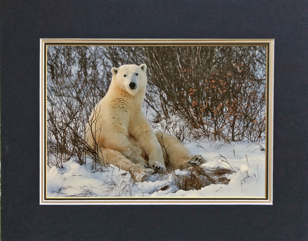 Polar Bear sitting - ID: 15713812 © William J. Pohley