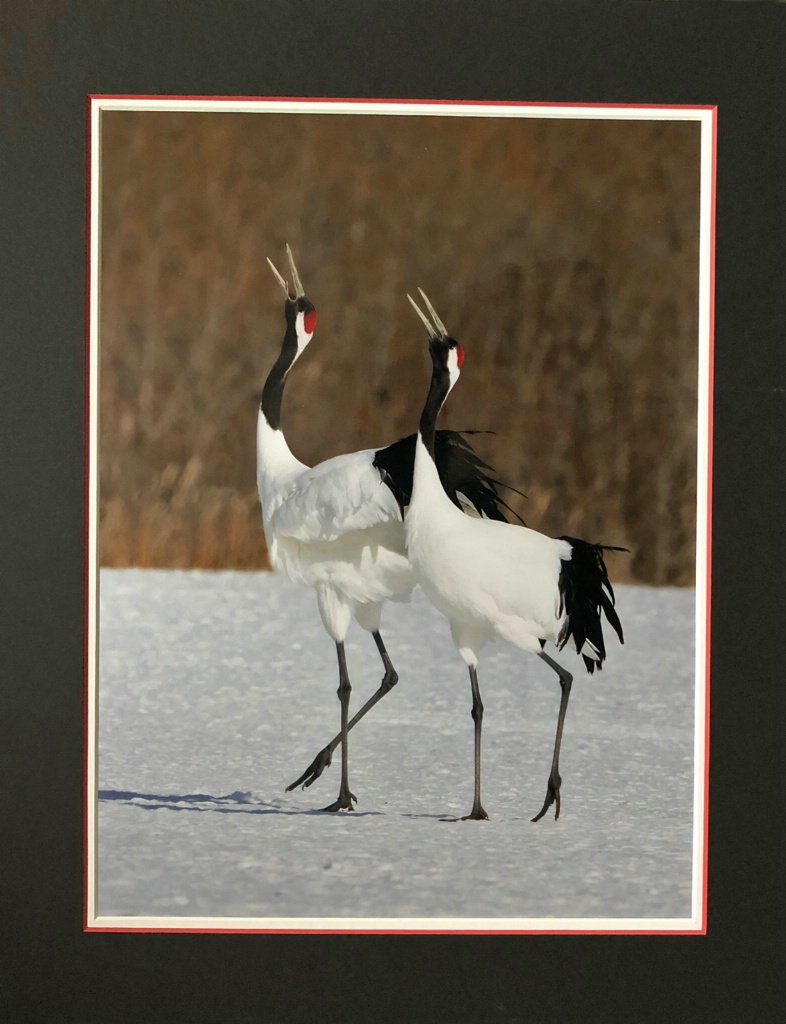 Red Crowned Crane pair - ID: 15713813 © William J. Pohley