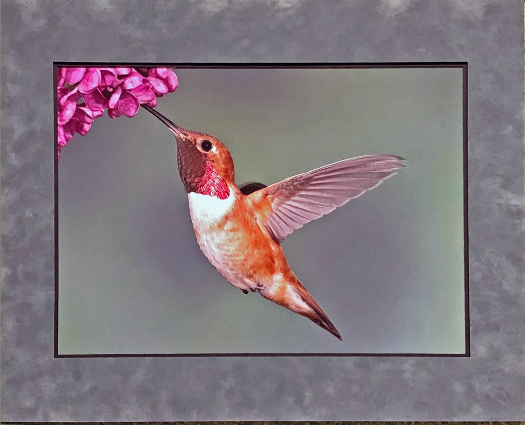 Rufous Hummingbird 16 X 20 - ID: 15713815 © William J. Pohley