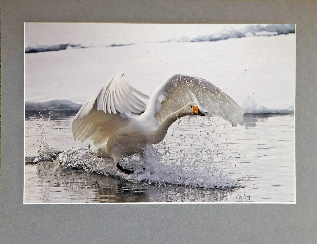Whopper Swan landing  - ID: 15713816 © William J. Pohley