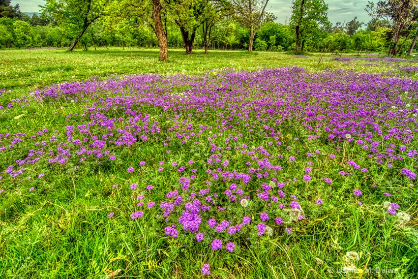 Spring in Islamabad 7