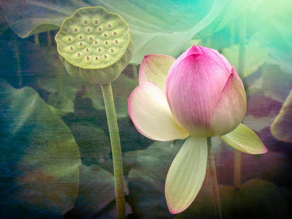 A Water Lily's Dream