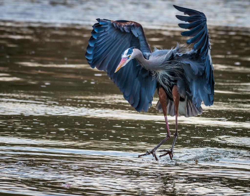 Great Blue Heron-Fishing - ID: 15713860 © John D. Roach