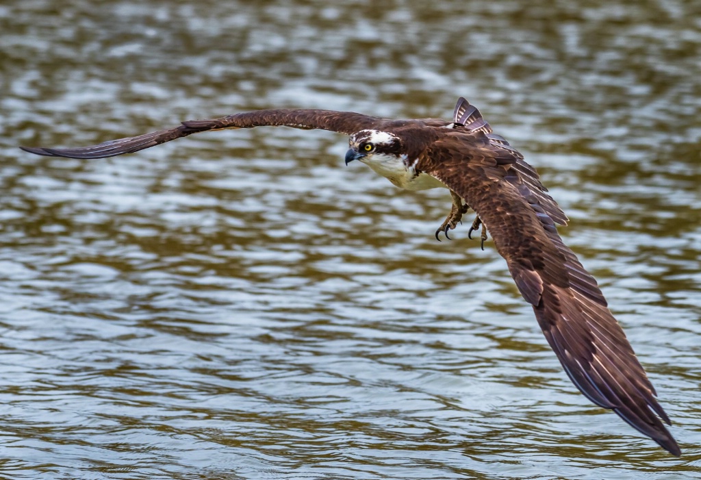 Osprey in flight - ID: 15713861 © John D. Roach