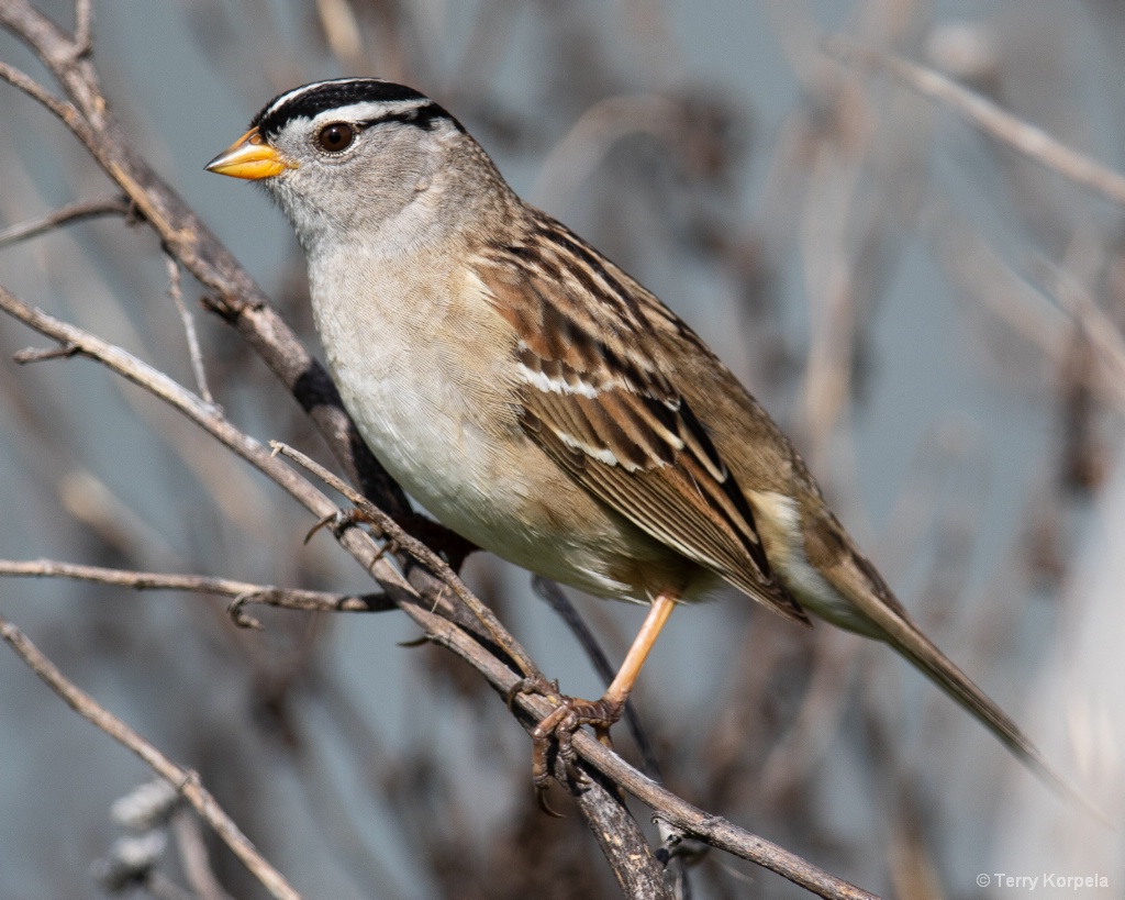 White-crowned Sparrow  (male) - ID: 15714058 © Terry Korpela