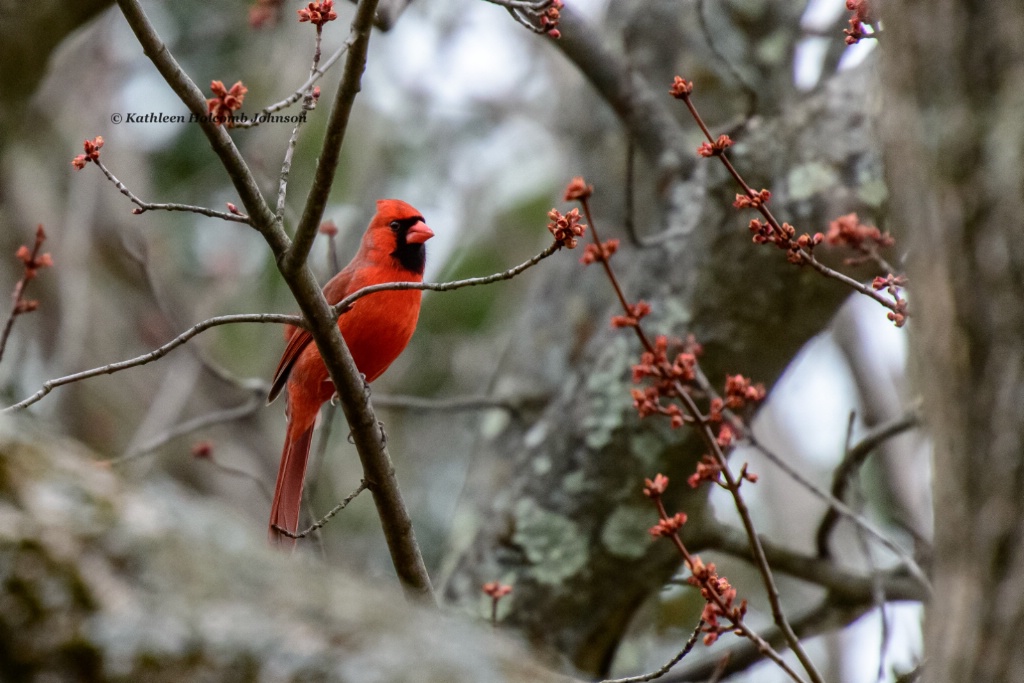 Cardinal Looking For His Lady!