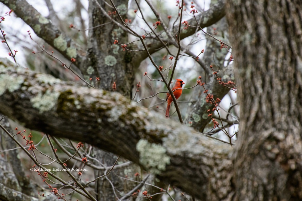 Cardinal in A Big Tree!
