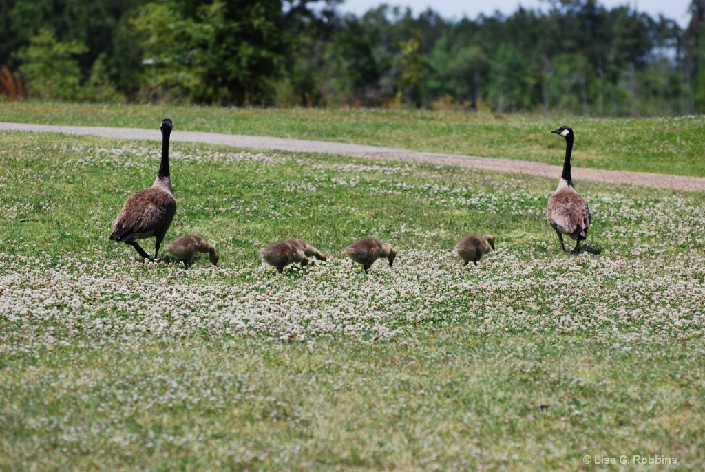 Protecting the Babies - ID: 15714090 © Lisa Robbins