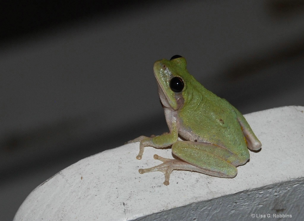 My Nightly Visitor - ID: 15714093 © Lisa Robbins
