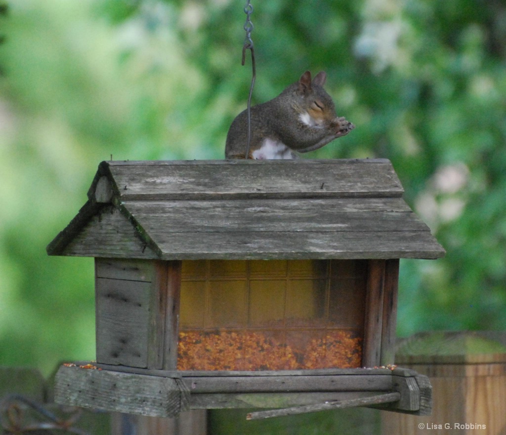 Thank You Father For This Food - ID: 15714094 © Lisa Robbins