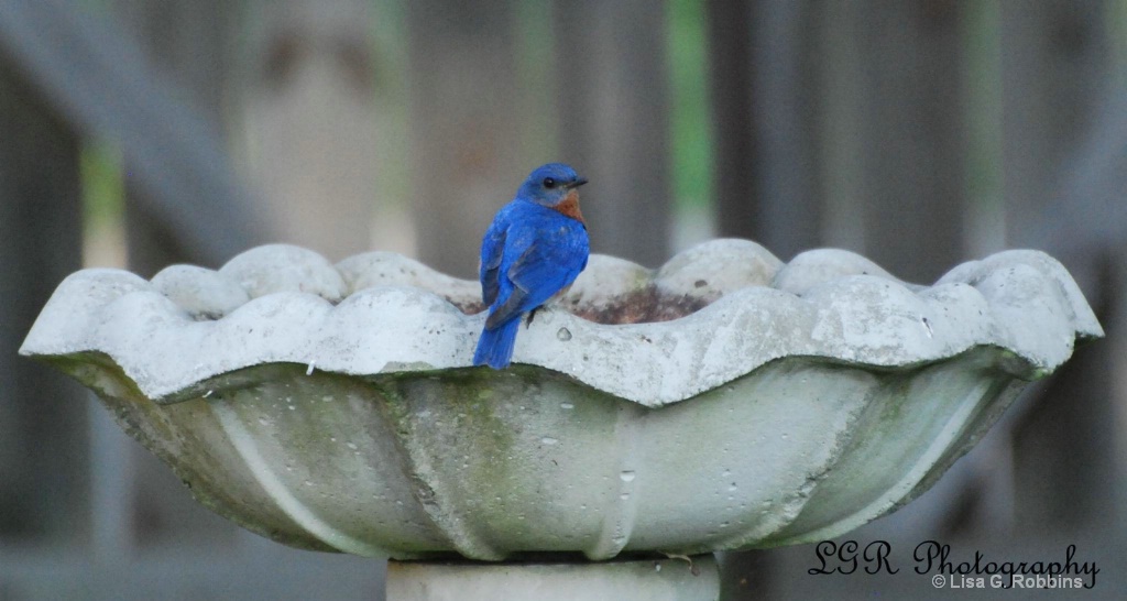 Bluebird Bathtime - ID: 15714096 © Lisa Robbins