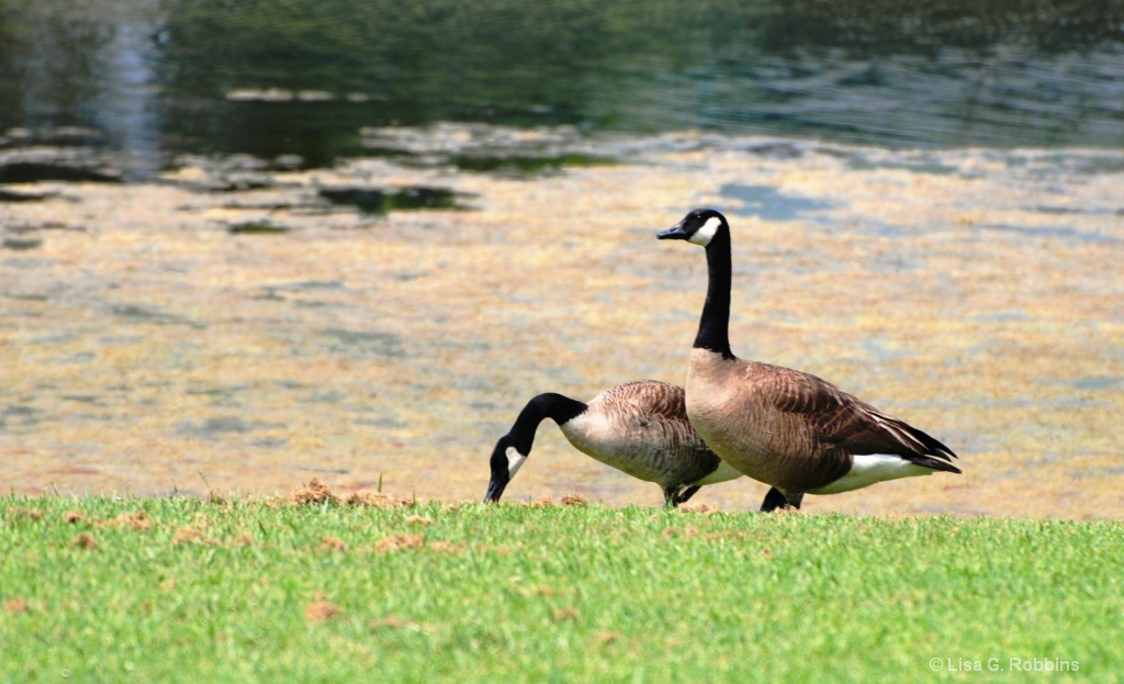 Hiller Park Biloxi MS 2