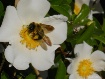 Springtime Attrac...