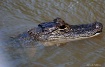 Baby Gator on the...