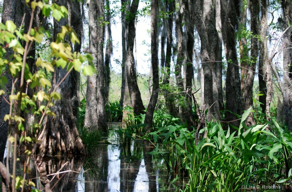 LA Swamp Tour 1