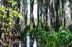 LA Swamp Tour 1